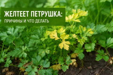 Желтеет петрушка: причины и что делать