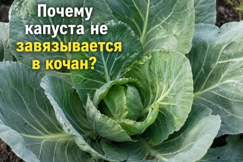 Почему капуста не завязывается в кочан: 6 причин и решения