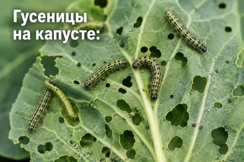 Гусеницы на капусте: как избавиться народными средствами и биопрепаратами