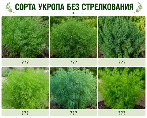Сорта укропа без стрелкования: 10 лучших на зелень