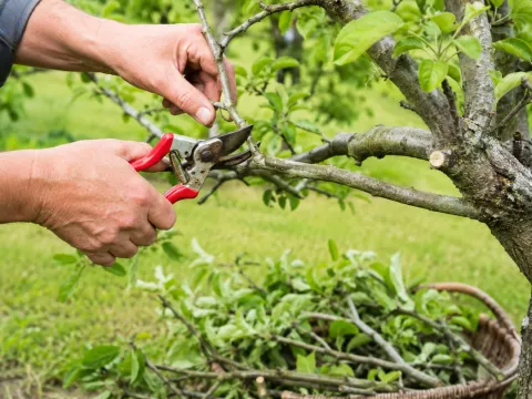 Летняя обрезка яблони: 4 приёма, сроки и схема